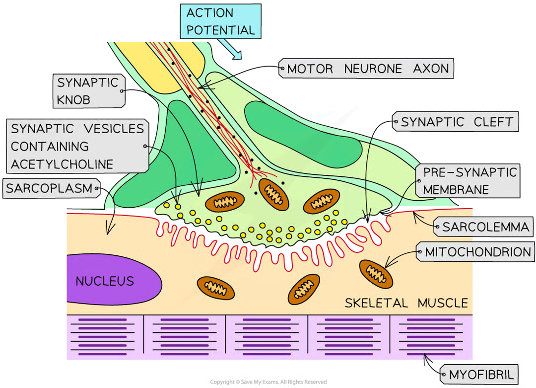 <p>when impulse travelling along axon of motor neurone arrives at presynaptic membrqane, action potential causes this</p>