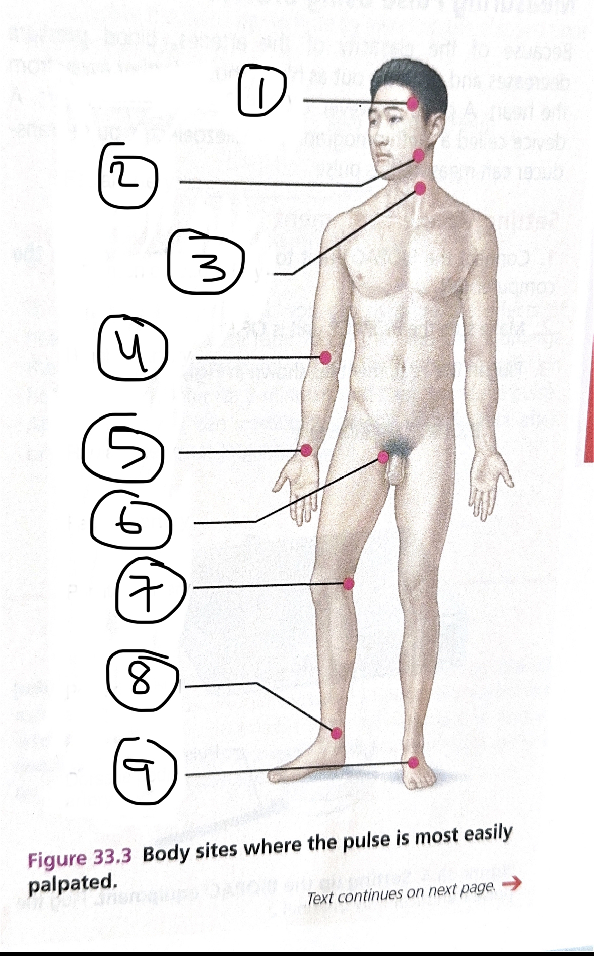 <p>dorsal pedis artery </p>