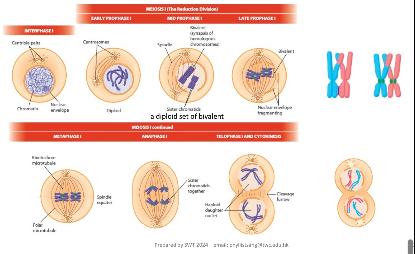 <p>describe the phase in meiosis I</p>