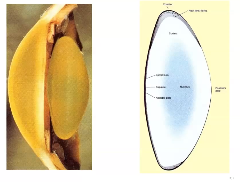 <p>posterior surface is more curved </p><p>curvature:</p><p>anterior radius = approx 10.50 mm </p><p>posterior radius= approx 6.00mm</p><p>centre thickness- 4mm approx </p><p>diameter approx 9mm </p><p>refractive idnes approx 1.43 </p>