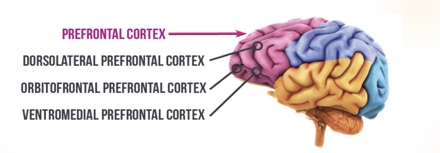 <p>Decision making particularly associated<strong> emotional and social</strong> </p><p>Close to the limbic system</p>
