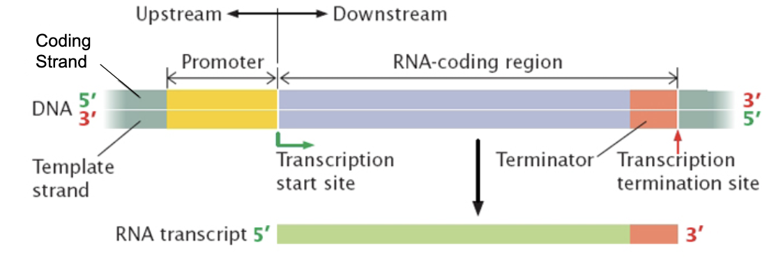 <ul><li><p>Genic sequences→ Exons (coding sequences), Introns, 5’ UTR, 3’ UTR (untranslated regions)</p></li><li><p>Regulatory sequences→ Promoter, enhancers, Silencers, etc.</p></li></ul><p></p>