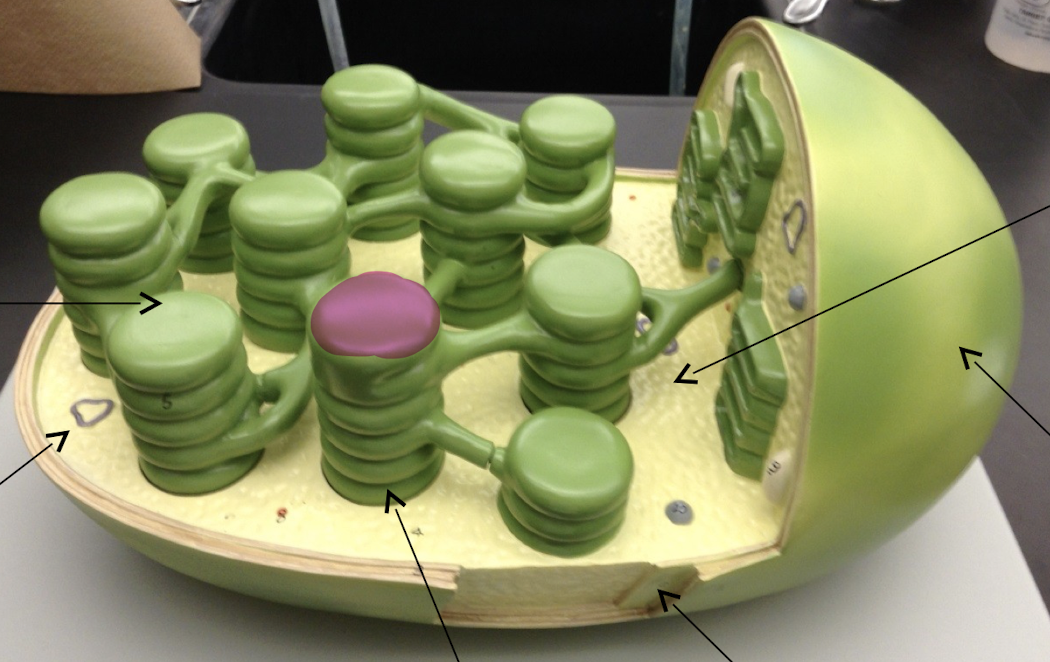 Chloroplast model

\
What is pointed?
