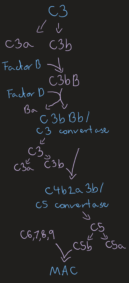 <ul><li><p>Spontaneous C3 hydrolysis, Factors H and I inactivate and degrade C3b when bound to host cells due to sialic acid present </p></li></ul><p></p>