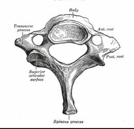 <ul><li><p>C7</p></li><li><p>Long spinous process compared to typical cervical vertebrae and not bifid (splits into two)</p></li></ul><p></p>