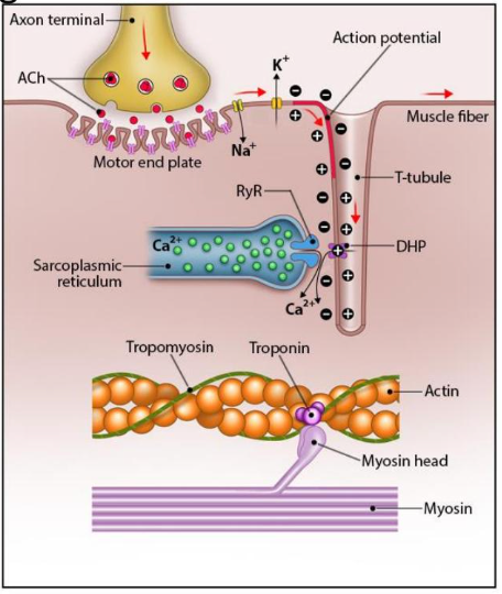 
1. end-plate potential (EPSPs only)
2. action potentials in myofiber sarcolemma spread bidirectionally

   
   1. voltage gated ion channels depolarize and K+ repolarizes
3. action potential in t-tubules

   
   1. dihydropyrodine receptors (DHP) uses L-type voltage gated Ca2+ channels
4. ryanodine receptors stop Ca2+ influx
5. Ca2+ binds to troponin causing a tropomyosin shift
6. actin-myosin cross-bridges form