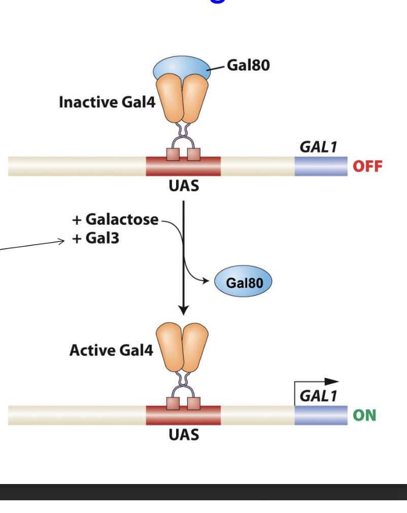 <p>what happens when Gal 3 is added with galactose?</p>
