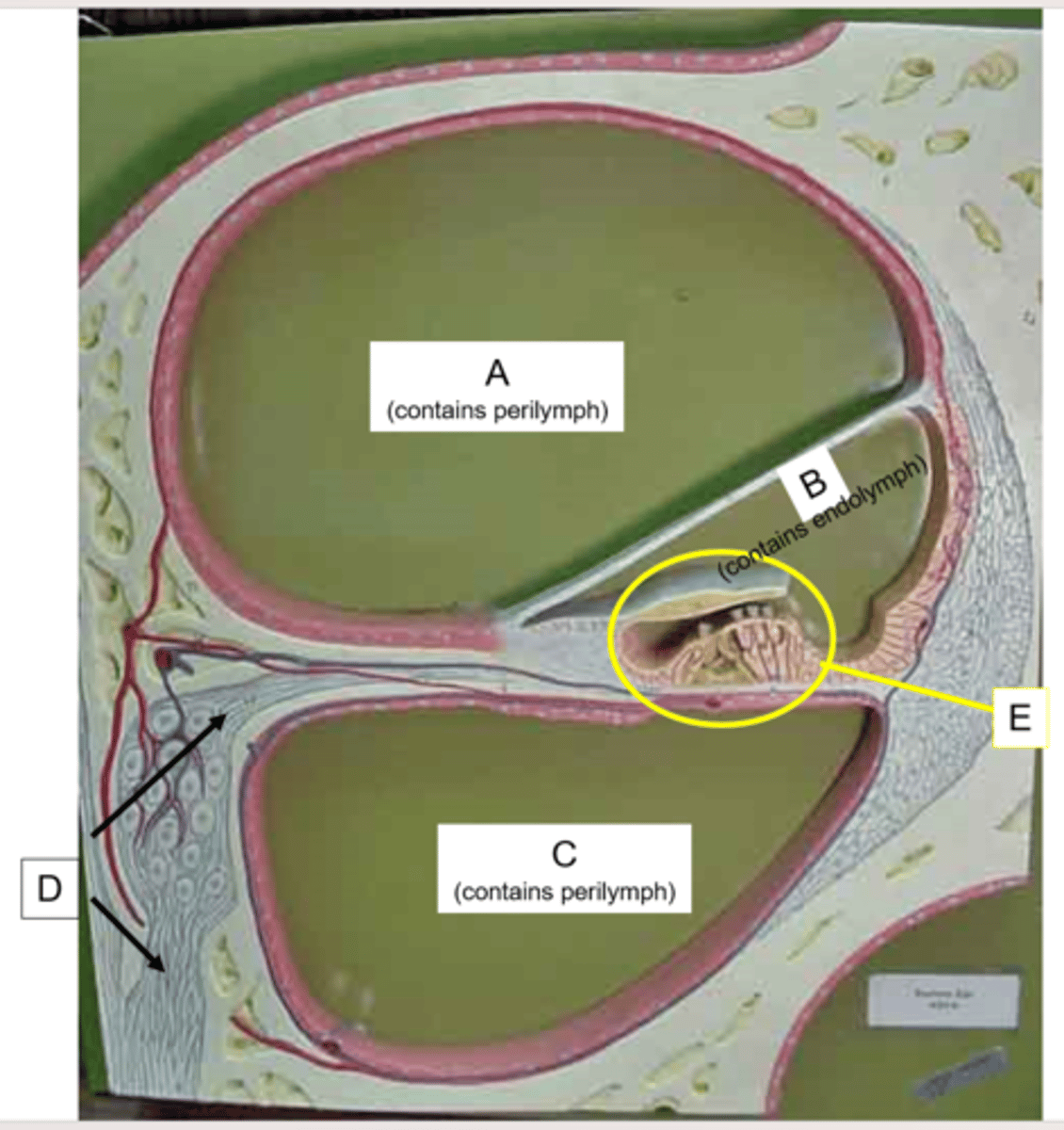 <p>What is the arrow of the letter E pointing to?</p>