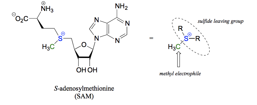 <p>The sulfide and 2 R groups (basically whole SAM molecule) act as a leaving group, the methyl group becomes the electrophile and a nucleophile on another molecule attacks to form a bond where SAM has donated it´s methyl group.</p>