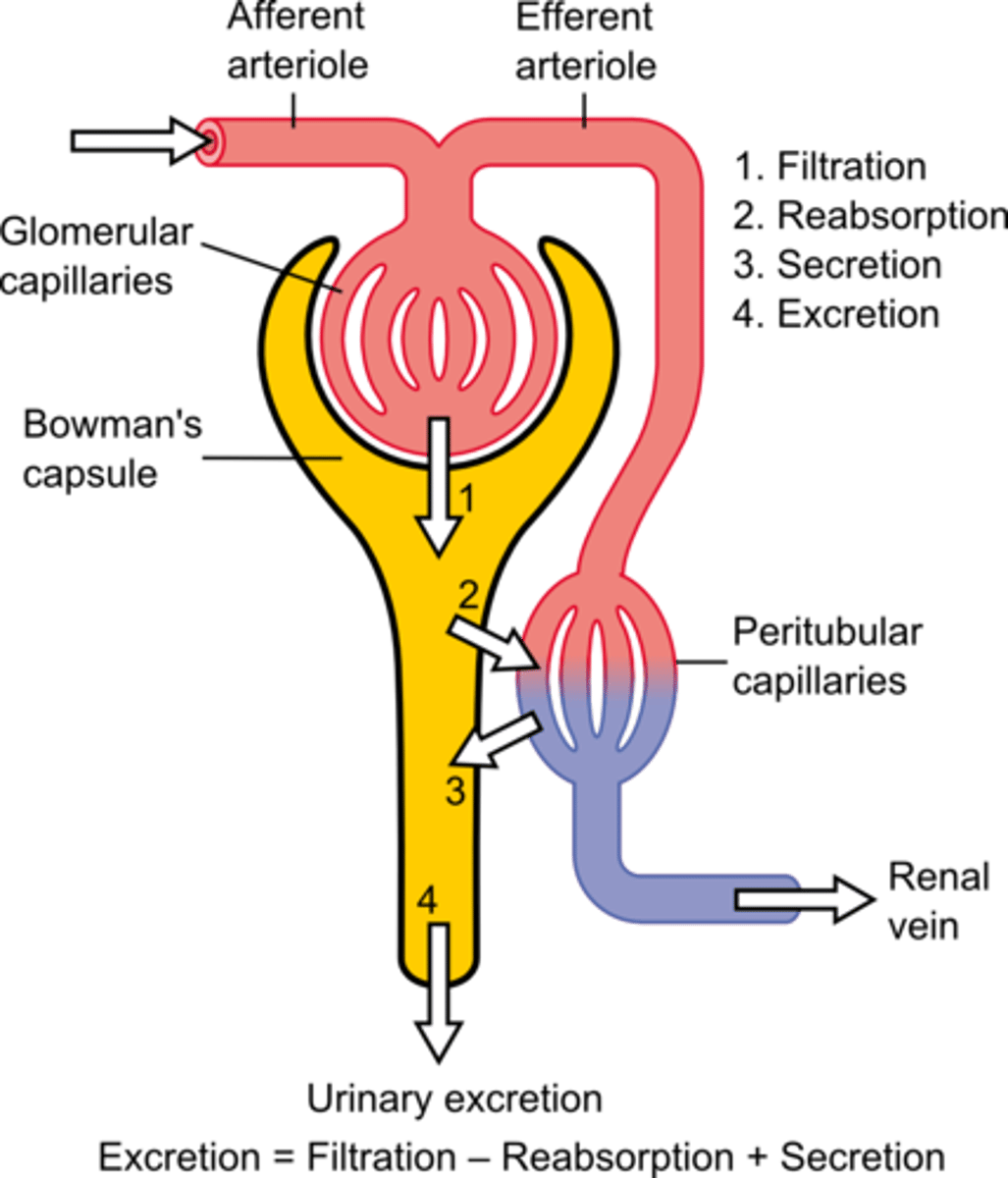 <p>(1) Filtration - Blood is filtered from the bloodstream into the nephron.</p><p>(2) Reabsorption - Substances that are wanted in the bloodstream are directly reabsorbed from the convoluted tubules back into the bloodstream.</p><p>(3) Secretion - Substances that are not wanted in the bloodstream are directly secreted into the convoluted tubules.</p><p>(4) Excretion - After the first three processes are complete, the remaining liquid is sent to the bladder for excretion (into the toilet).</p>