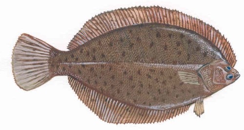 <p>Pseudopleuronectes americanus</p>