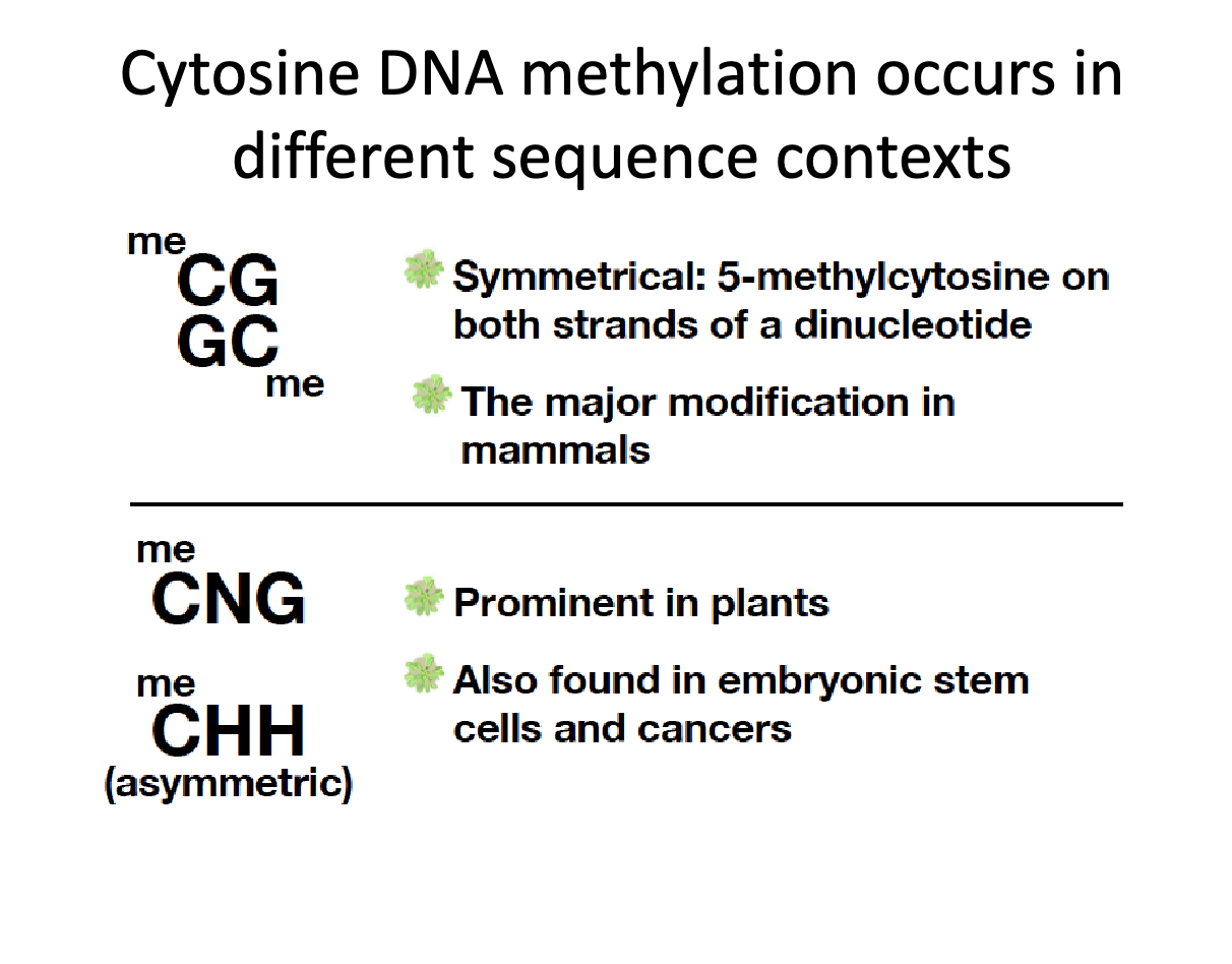 <p>What are some different cytosine contexts?</p>