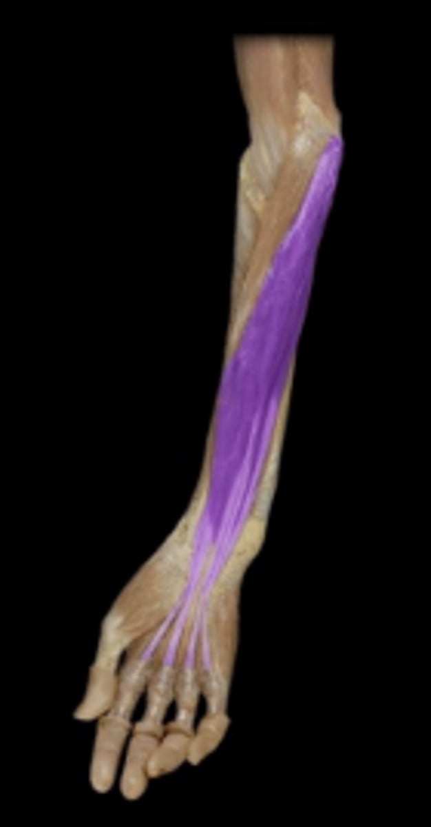 <p>action: flexion of wrist, metacarpophalangeal joints, and proximal interphalangeal joints.</p>
