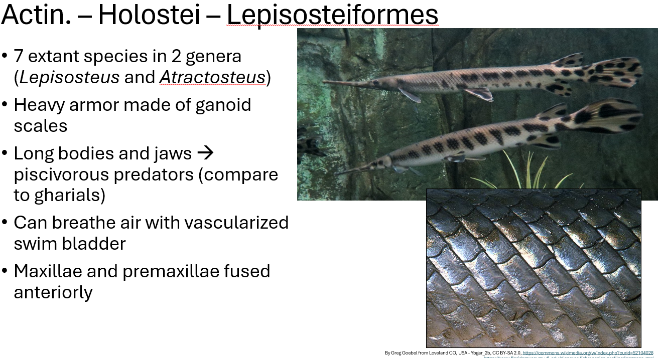 <p><span>•7 extant species in 2 genera (</span><em><span>Lepisosteus</span></em><span> and </span><em><span>Atractosteus</span></em><span>)</span></p><p><span>•Heavy armor made of ganoid scales</span></p><p><span>•Long bodies and jaws→piscivorous predators (compare to gharials)</span></p><p><span>•Can breathe air with vascularized swim bladder</span></p><p><span>•Maxillae and premaxillae fused anteriorly</span></p>