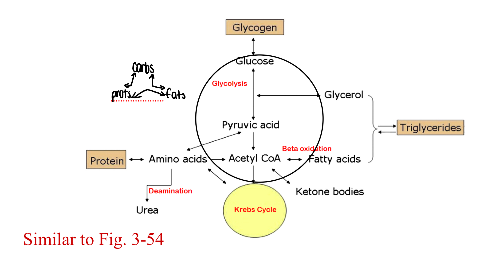 <p>metabolism of a common pool of short chain (~2-4, can go up to 6 carbon) organic molecules that can be used to produce carbohydrates, proteins, or lipids</p>
