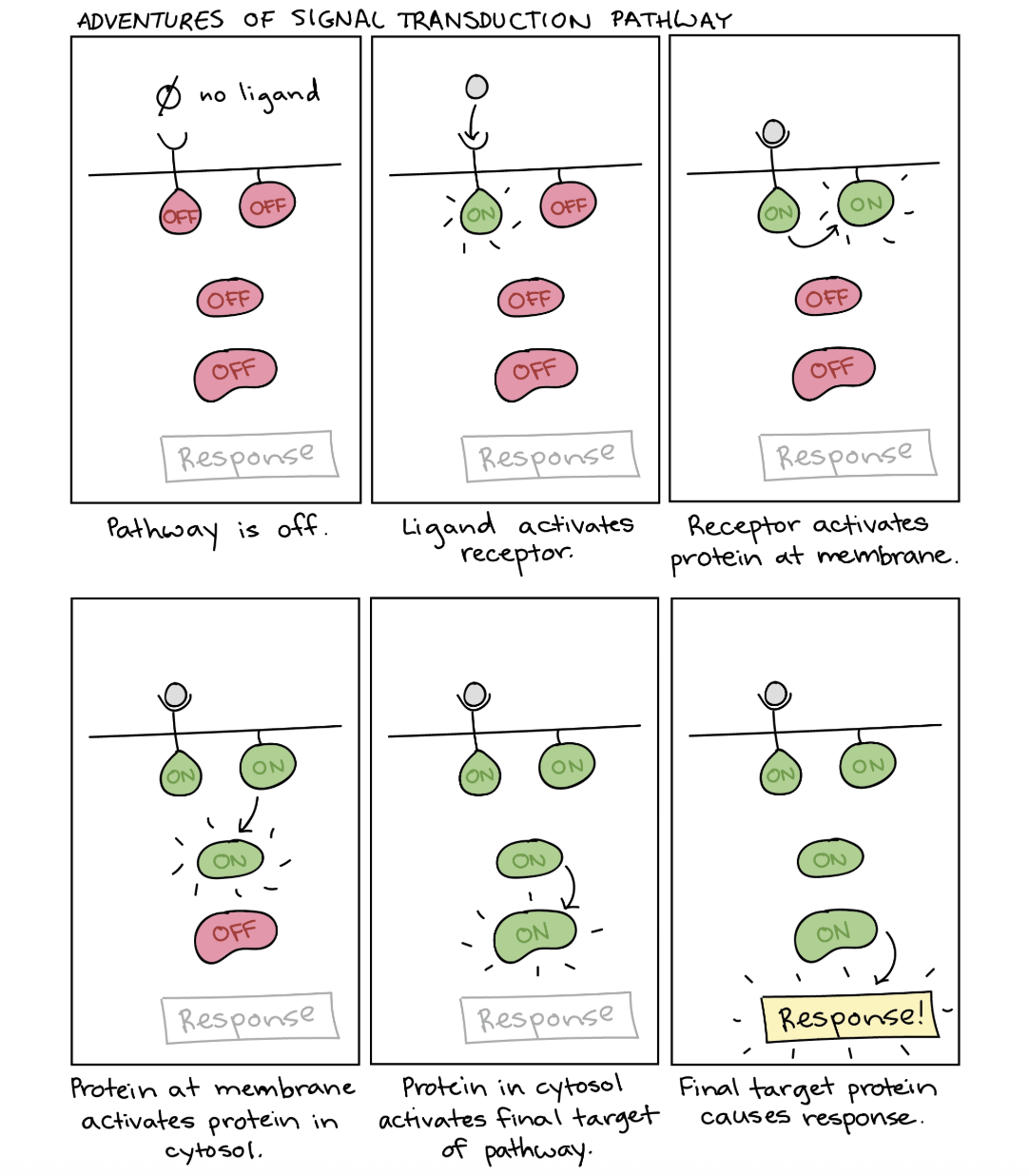 <p>The directional flow of information between molecules in signal transmission is referred to as _____ (early events) and ____ (later events). </p>
