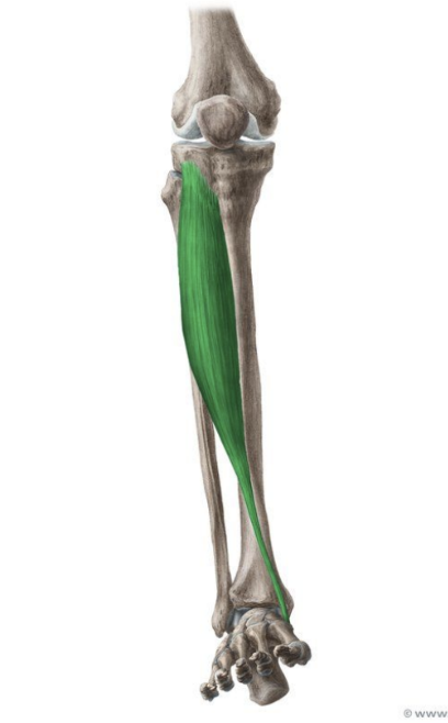 <p>MUSCLE:</p><p>ORIGIN:</p><p>INSERTION:</p><p>NERVE:</p><p>ACTION:</p>