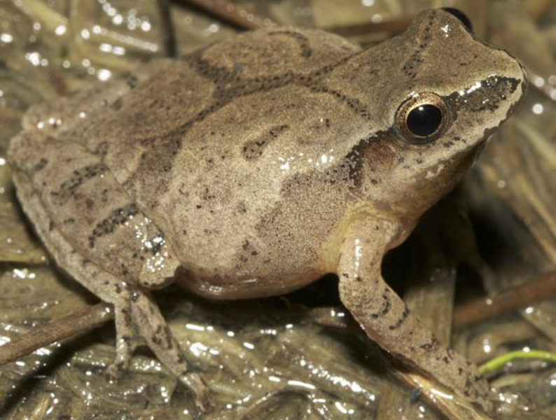 <p>amphibian?</p>