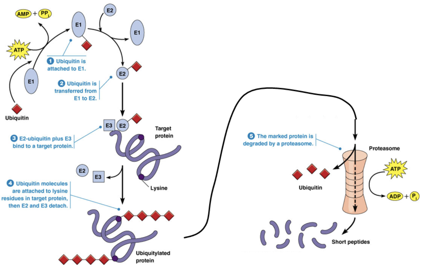 <ul><li><p>A molecule that degrades proteins after they’re marked by ubiquitin</p></li><li><p><span style="background-color: transparent;"><span>A “blender” with proteases on the inside of it. Proteases cut proteins into short peptides that can be further degraded to amino acids for recycling or to be lost as waste</span></span></p></li><li><p><span style="background-color: transparent;"><span>The proteasome breaks peptide bonds between amino acids using hydrolysis reactions. You can break proteins with the proteasome by adding water</span></span></p></li></ul><p></p>
