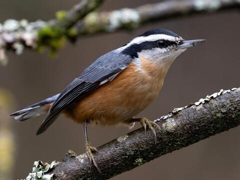 <p>Red-breasted Nuthatch</p>