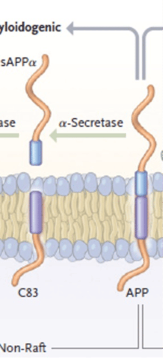 <p>a-secretase cleaves APP</p><p>Creating C83 and sAPPa</p>