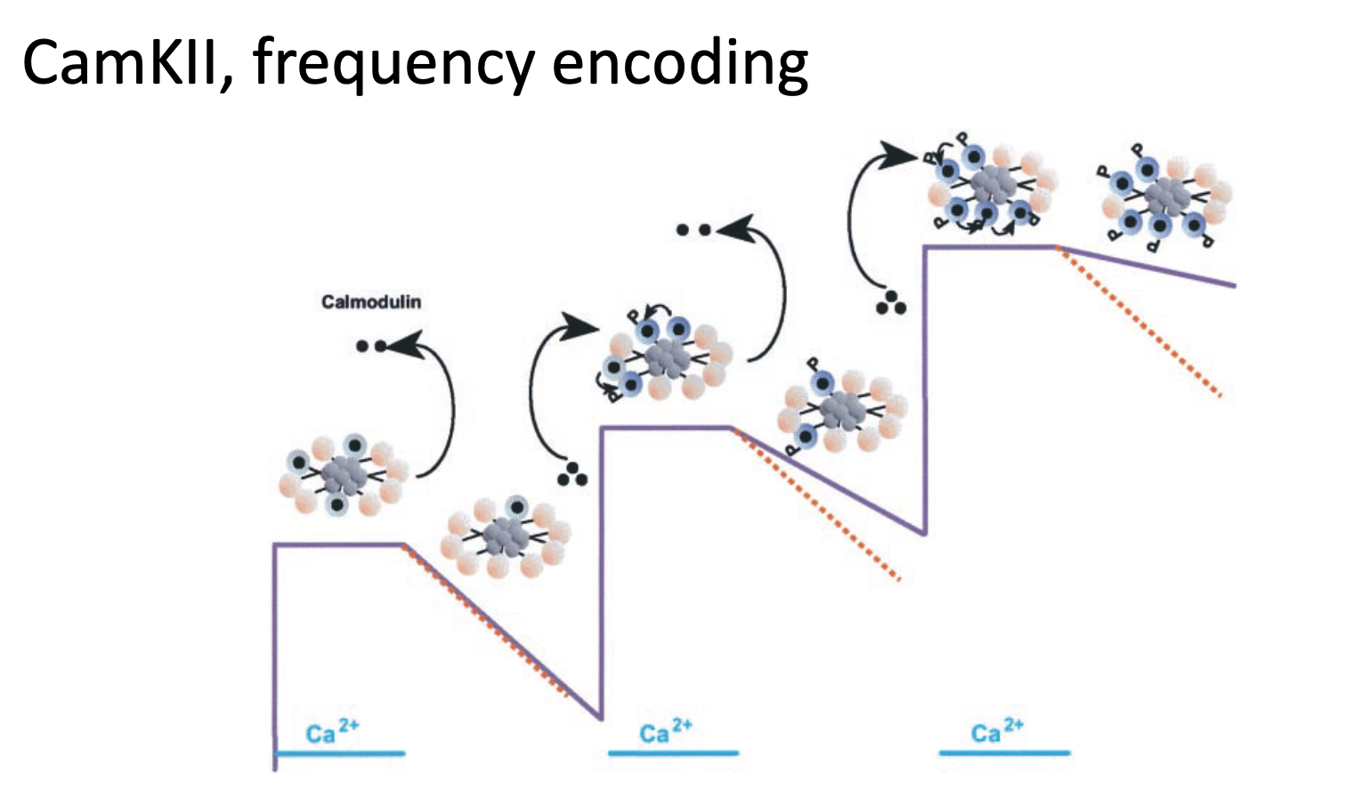 <p>Calcium levels go up and down during the activation and inactivation of calcium-permeable channels</p><ol><li><p><strong>Frequency Encoding</strong></p><ul><li><p><strong>low-frequency oscillations</strong> can be read out by <strong>TFs</strong></p></li><li><p><strong>high-frequency oscillations</strong> can be read out by <strong>calcium-dependent enzymes</strong></p></li></ul></li><li><p><strong>Relaxation Delay</strong></p><ul><li><p>when calcium exits the cell, calcium-dependent response takes time → relaxation phase delays</p></li></ul></li><li><p><strong>Staircase Effect</strong></p><ul><li><p>new Ca²⁺ wave arrives before full relaxation → cumulative spike amplitude</p></li></ul></li></ol><p></p>