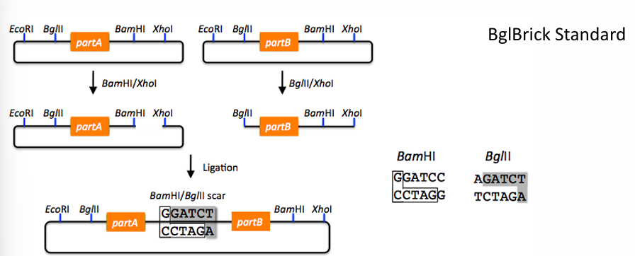 <ul><li><p>The BglBrick part is carried on a plasmid, flanked by two restriction sites at each side.</p></li><li><p>It uses four restriction enzymes: EcoRI, BglII, BamHI, and XhoI.</p></li><li><p>BglII and BamHI have compatible overhangs.</p></li></ul><p></p>