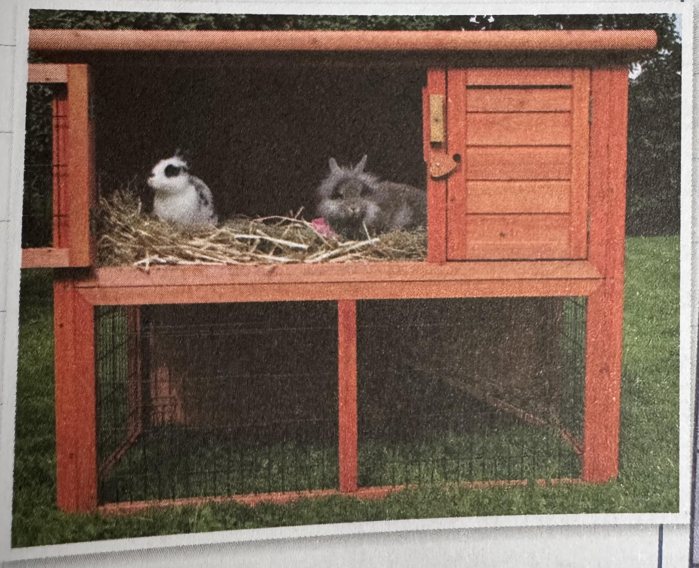 <p>evaluate the suitability of the accommodation pictured as housing for two rabbits</p>