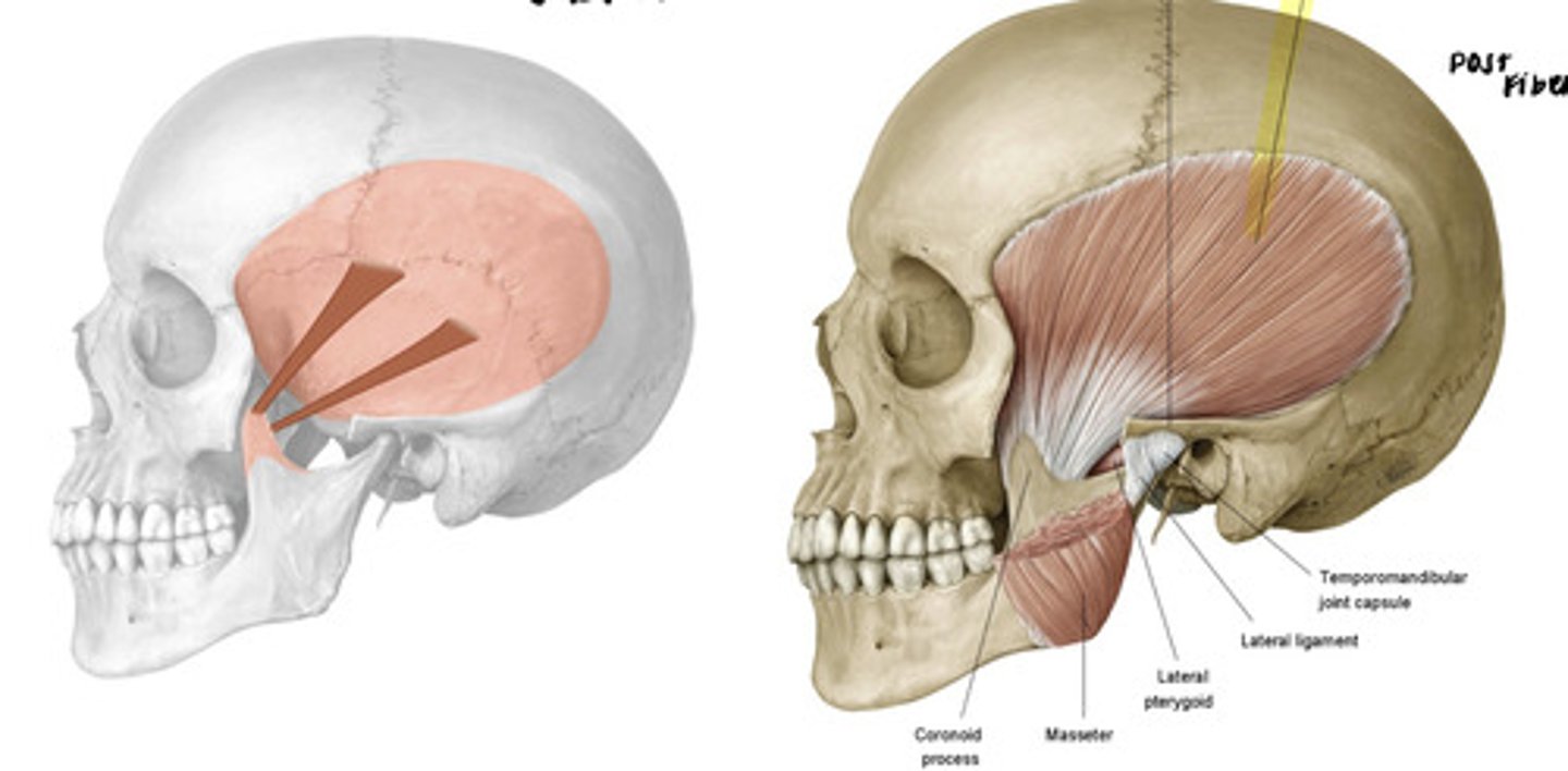 <p>temporal fossa to coronoid process</p>