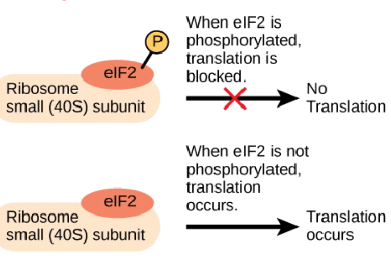 <p>the initiation of translation can be blocked by regulatory proteins that bind to sequences in the 5’ cap or poly-A tail, which prevent the ribosome from binding</p><p>modification (activation/inactivation) of proteins that help ribosomes attach to mRNA</p>