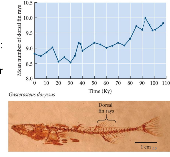 <p>Evidence for evolutionary change over time</p>