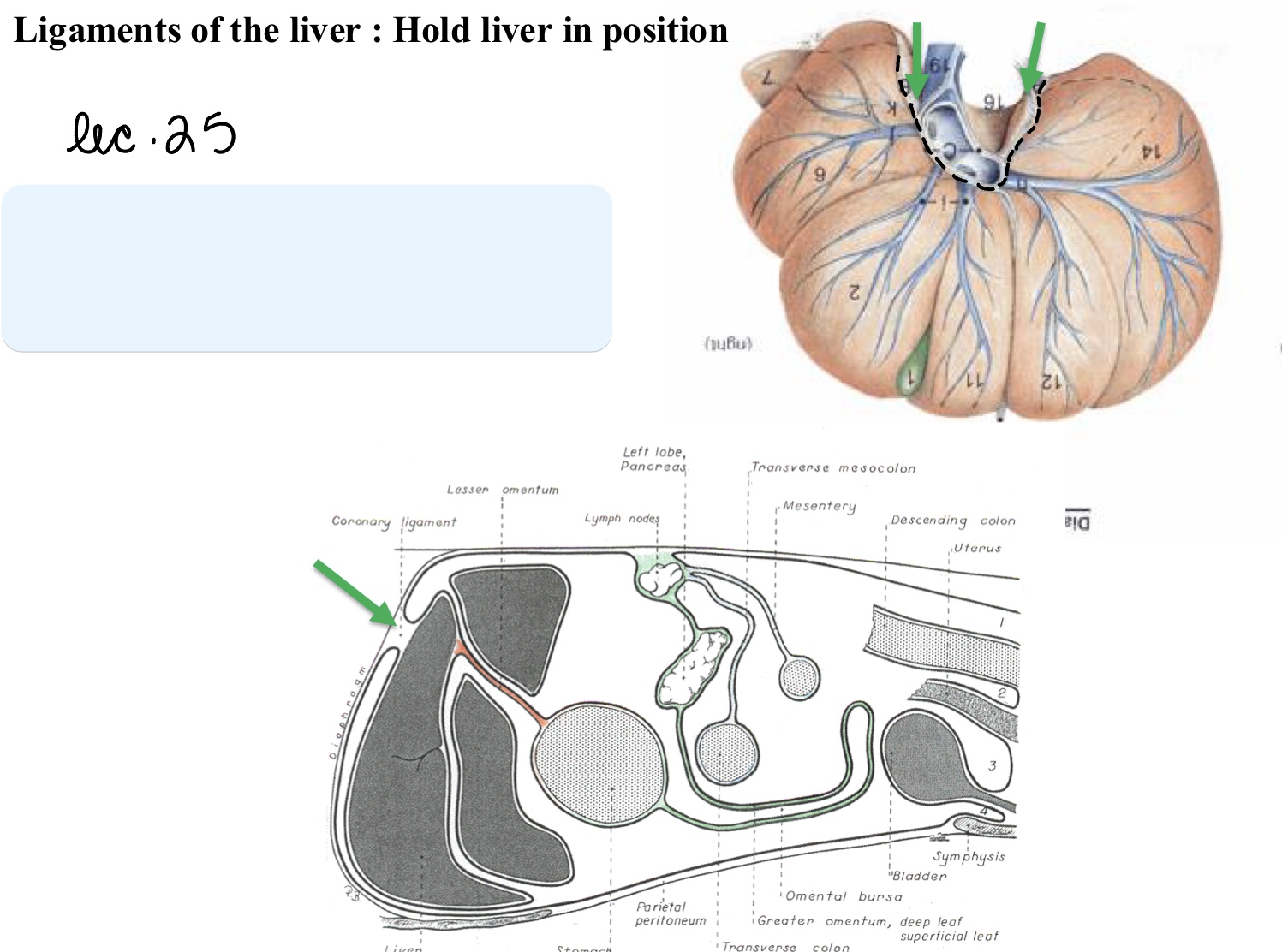 <p>Name the structure(s) indicated by the green arrows.</p>