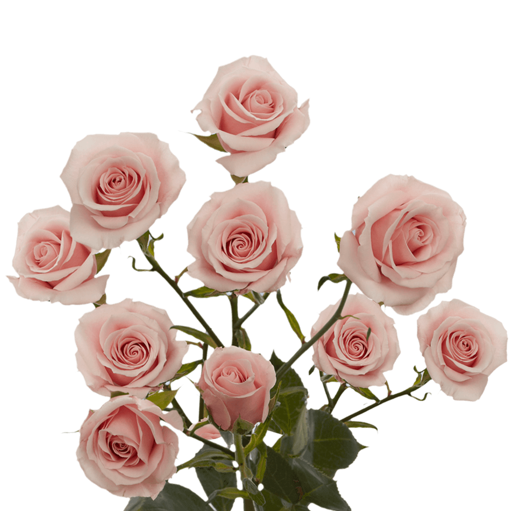 <p>Common name?</p>