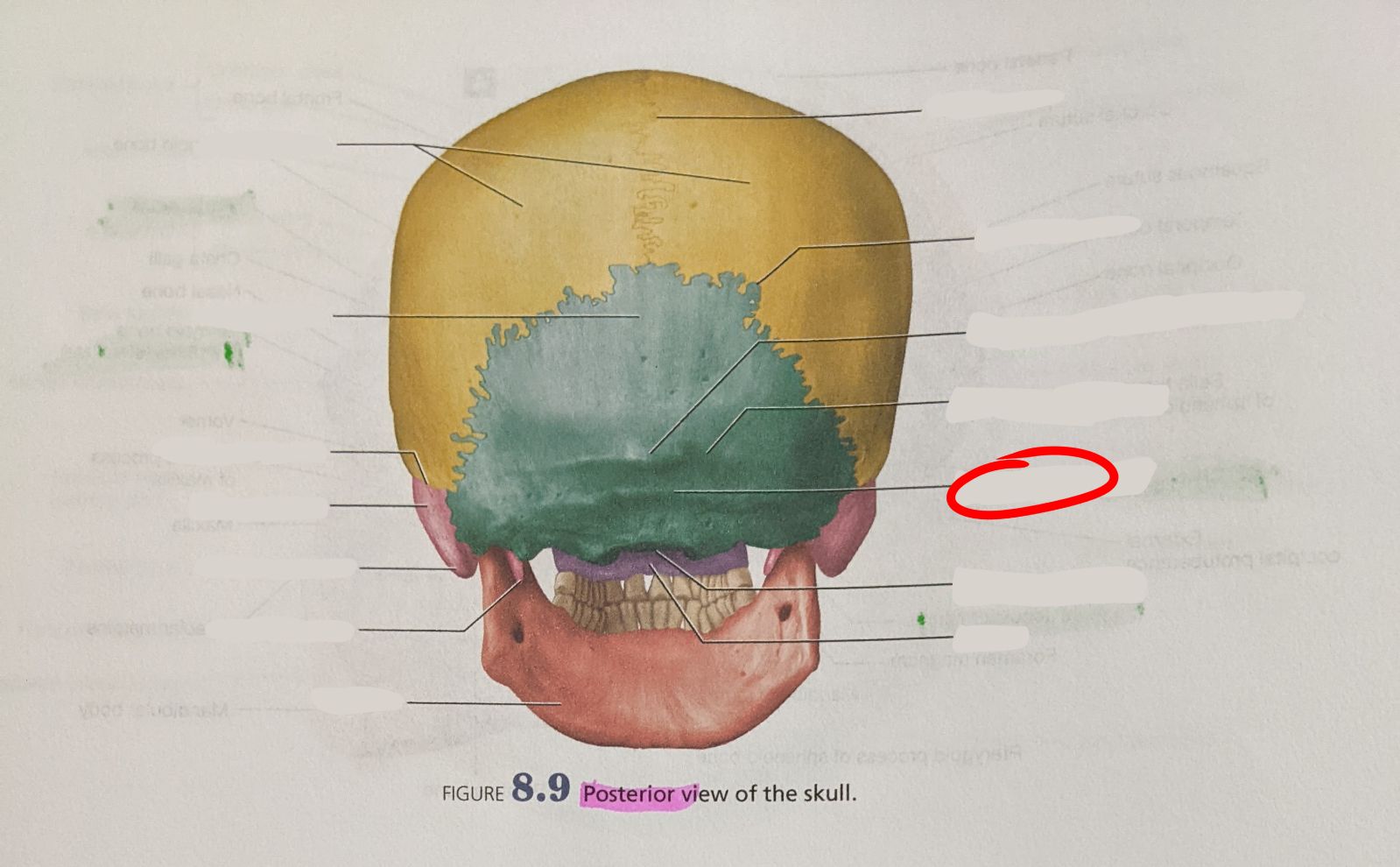 knowt flashcard image