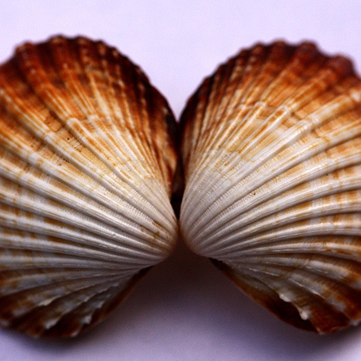 <p>a comparison between two things showing their similarities: sự tương tự, phép so sánh</p>