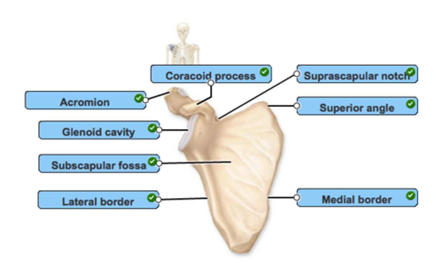 <p>Scapula - has no directs attachment to the axial skeleton but is loosely held in place by the trunk muscles.</p><p>-Spine - deltoid muscle attachment</p><p>-Acromion process - connects with the clavicle</p><p>-Coracoid process - serves as attachment point for some of the upper limb muscles</p><p>-Glenoid cavity - a shallow socket that receives the head of the humerus</p>