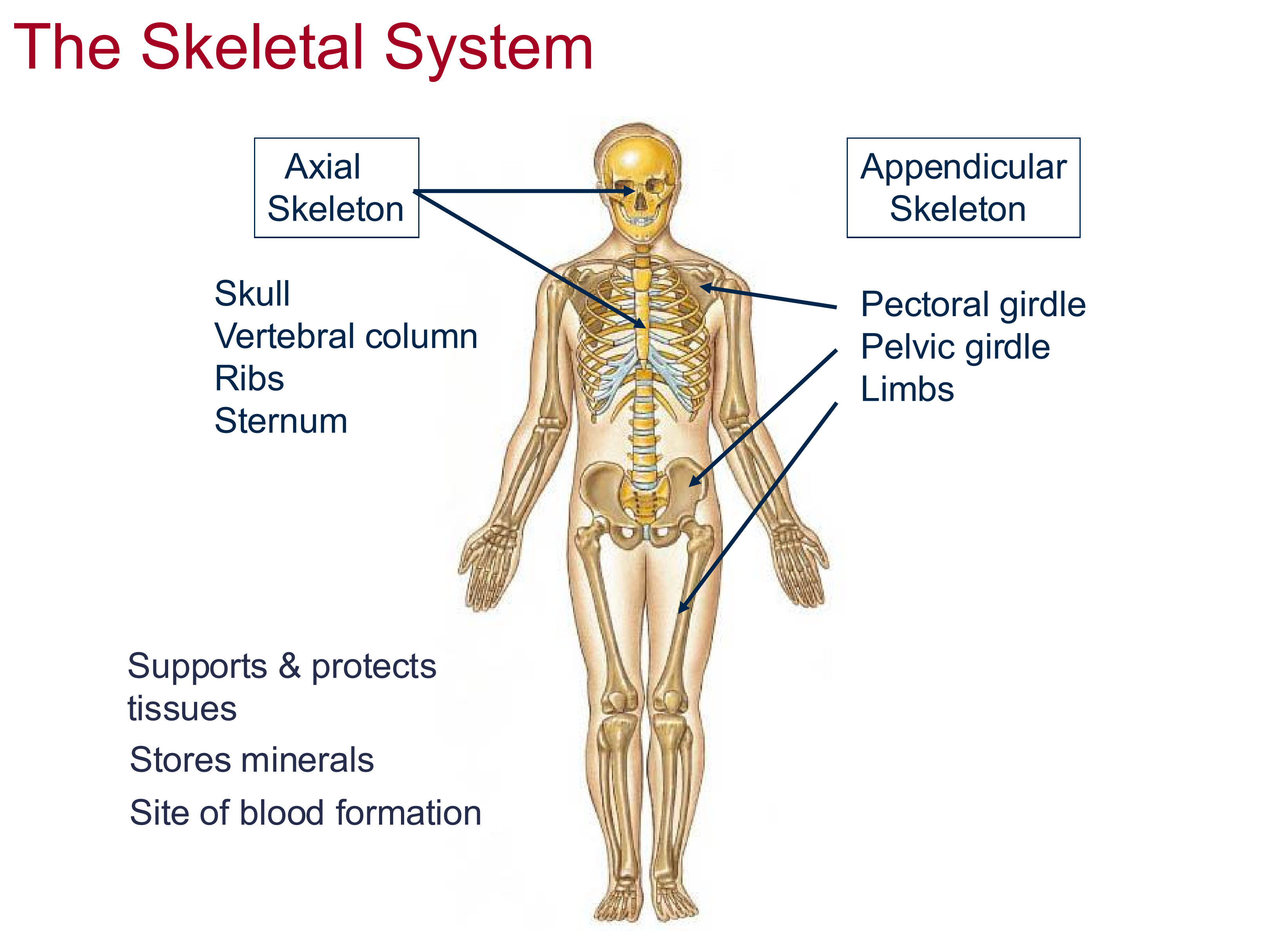 <p>Skull, vertebral column, ribs, sternum, pelvis</p>