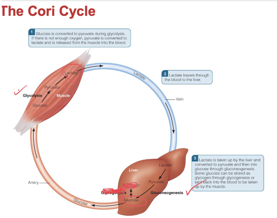 <p>if there is not enough oxygen, pyruvate is reduced to lactate, which diffuses out of the muscle cell and enters the liver through the bloodstream. The liver converts lactate —&gt; pyruvate —&gt; glucose (gluconeogenesis) via the Cori cycle. </p>