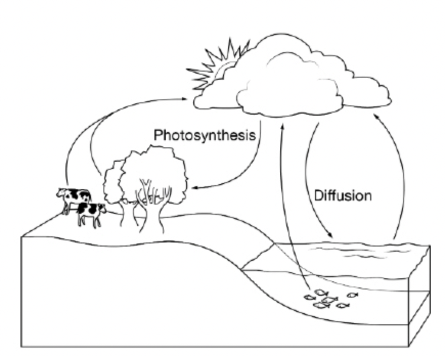 <p><span>Which of the following biogeochemical cycles includes the processes of buffering ocean pH and photosynthesis, as shown in the diagram?</span></p>