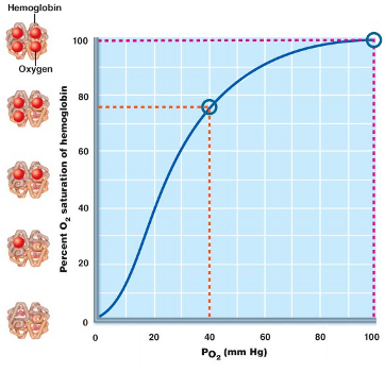 <p>C. In blood with a PO2PO2 of 30 mm Hg, the average saturation of all hemoglobin proteins is 60%.</p>