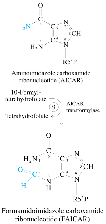 <p>AICAR + 10-Formyl Tetrahydrofolate</p><p><span style="color: #7ac6ff">—AICAR Transformylase→</span></p><p>FAICAR + Tetrahydrofolate</p>