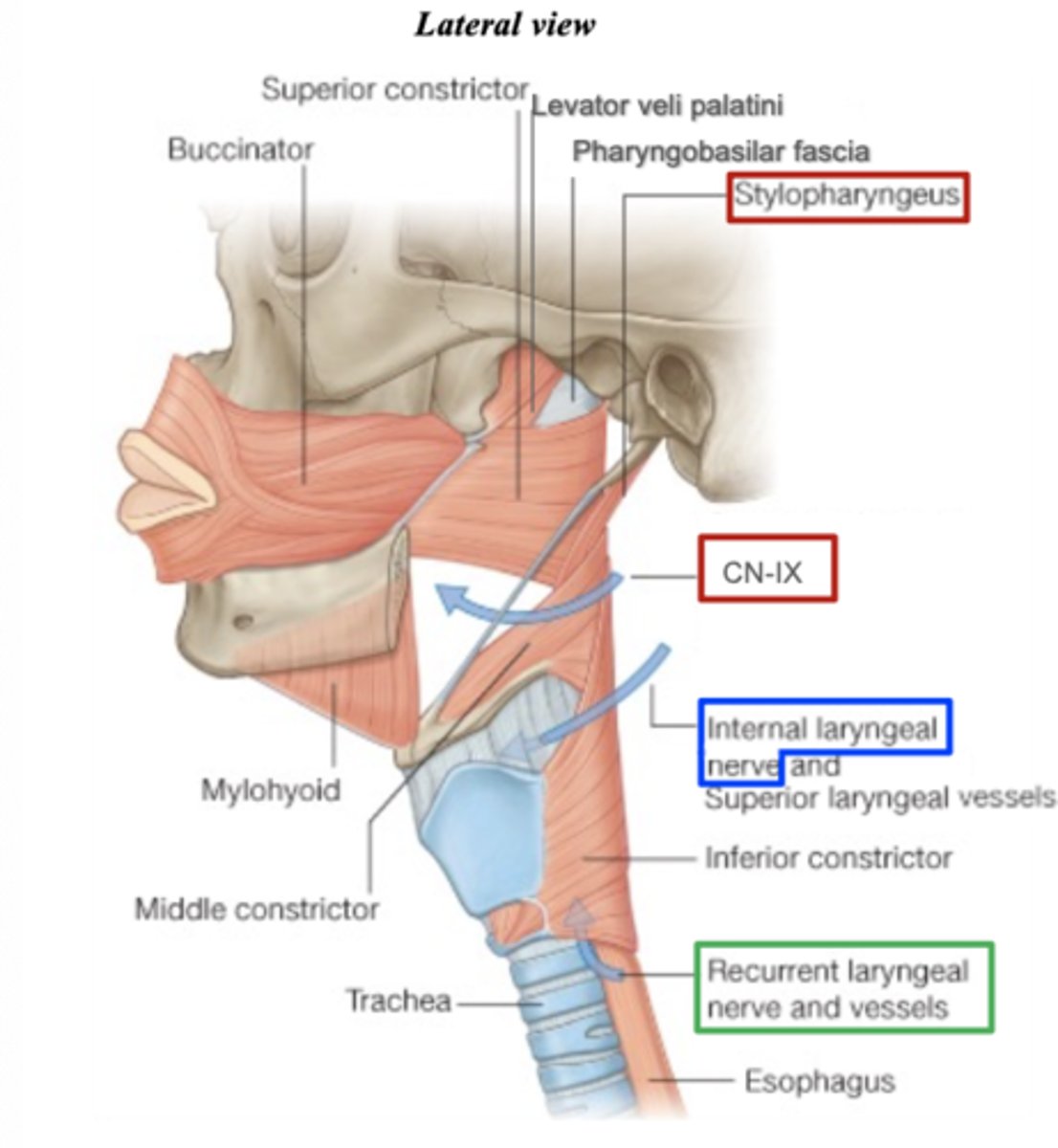 <p>recurrent laryngeal nerve (branch of CN-X)</p>