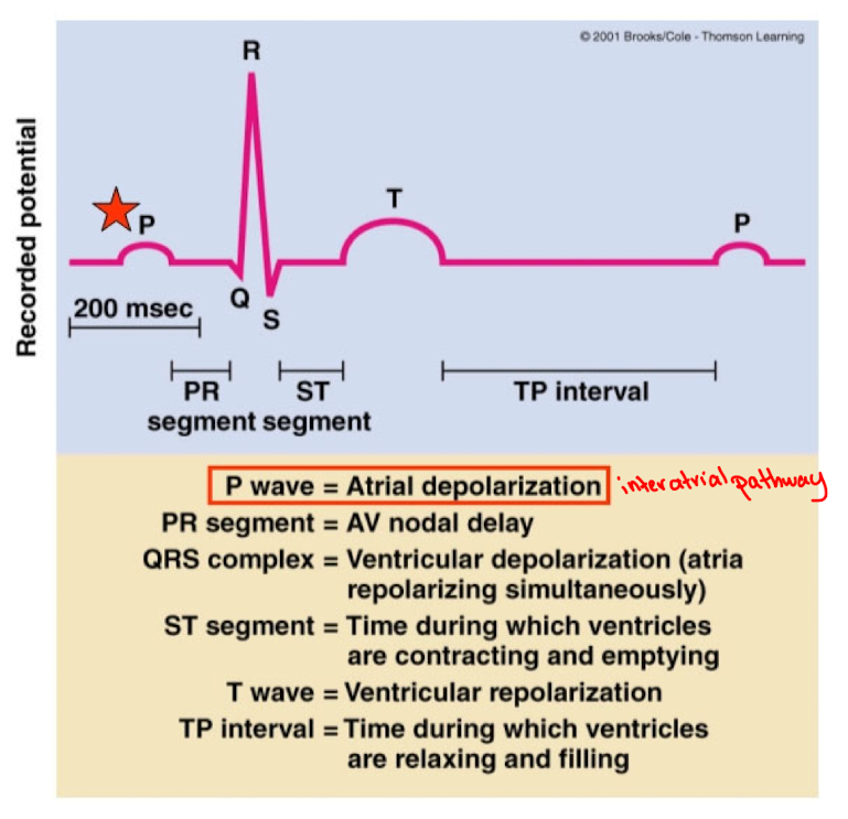 <p>depolarization of the atria</p>