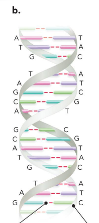 <ul><li><p>the double helix </p></li><li><p>two complementary strands of DNA  annealed together in an antiparallel manner </p></li></ul><p></p>