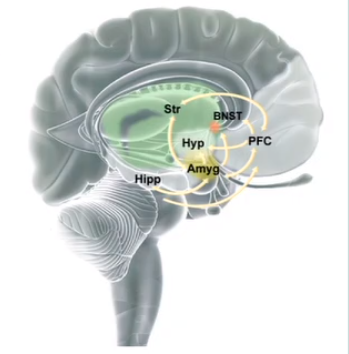 <ol><li><p><strong>Amygdala</strong></p></li><li><p>Prefrontal cortex</p></li><li><p>Hippocampus (memory)</p></li><li><p>Bed nucleus of striata terminalis (anticipating threat)</p></li><li><p>Striatum</p></li><li><p>Hypothalamus</p></li></ol>