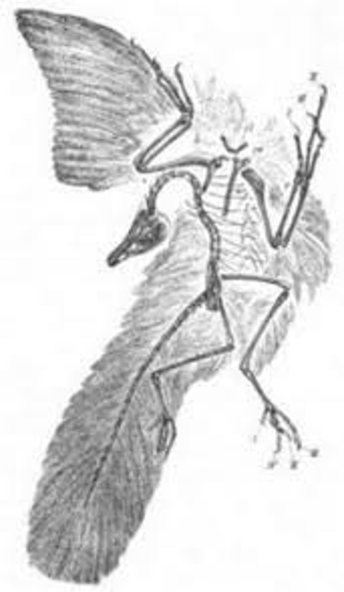 <p>An intermediate fossil that shows both dinosaur and bird characteristics (feathers)</p>