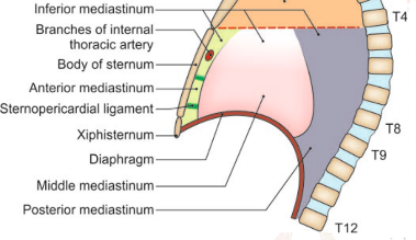 <p>Separated into the middle, posterior and anterior mediastinum by the pericardium. </p>