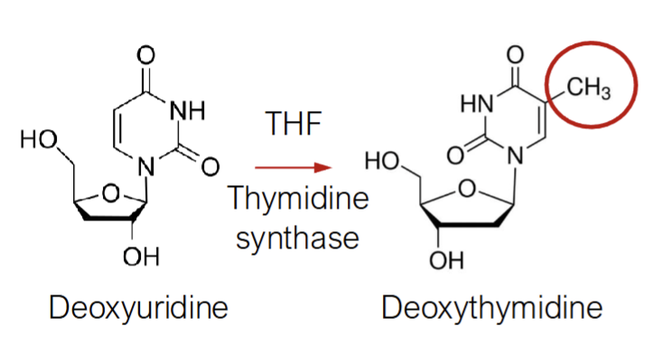 <p>Mechanism of Carcinogenesis from Folate Deficiency: Uracil Misincorporation</p>