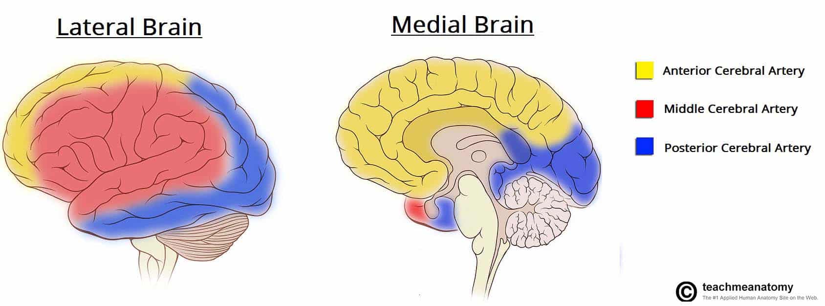 <p>the medial portions of the frontal and parietal lobes</p>