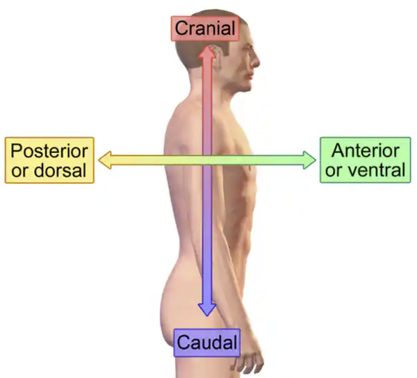 <p><em>është kitinor ndërsa kutikula formon 4 pllaka skeletike në secilin segment:</em></p><ul><li><p><strong><em>dorzala</em></strong><em>(prapa-shpina)</em><strong><em>- tregum</em></strong></p></li><li><p><strong><em>ventrala</em></strong><em>(para-barkore)</em><strong><em> - sternum</em></strong></p></li><li><p><strong><em>2 pleura anash.</em></strong></p></li></ul><p></p>